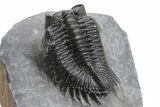 Coltraneia Trilobite Fossil - Huge Faceted Eyes #225321-3
